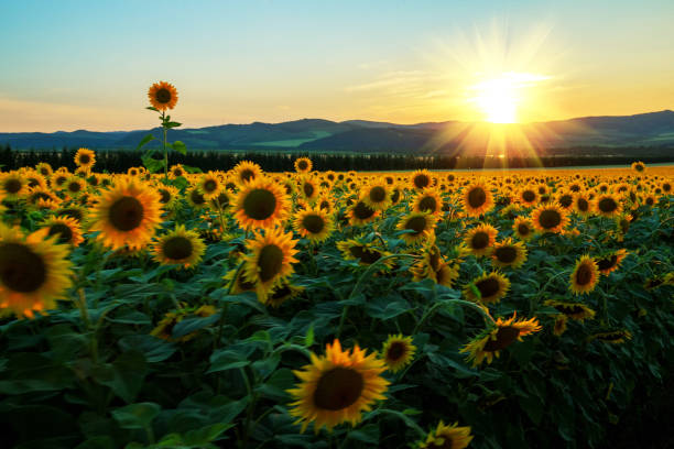 istock Beauty sunset over sunflowers field 1203277700