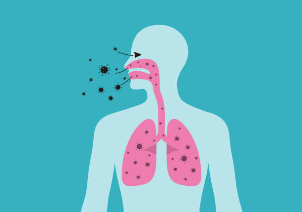 illustrazioni stock, clip art, cartoni animati e icone di tendenza di il modo in cui l'uomo infetta il virus - respiratory system