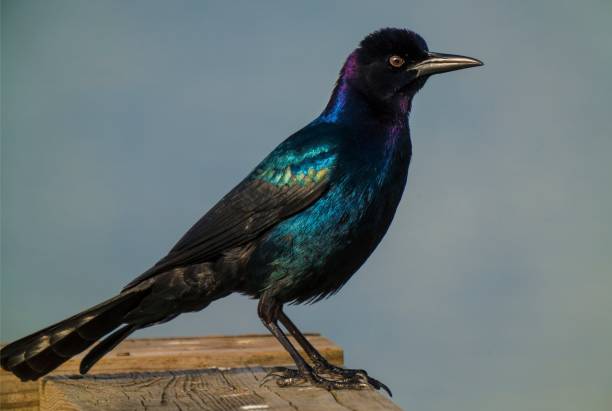 nahaufnahme quiscalus quiscula common grackle vogel thront - standing water grass area meadow lawn stock-fotos und bilder