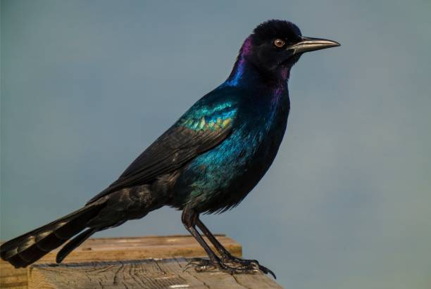 close up Quiscalus quiscula Common Grackle bird perched