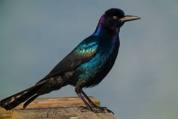 close up Quiscalus quiscula Common Grackle bird perched stock photo