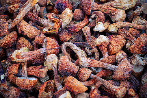 A variety of dried mushrooms