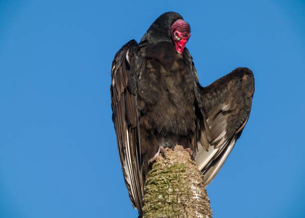 istock turkey vulture with red face  on wetland tree top and preening 1203280118