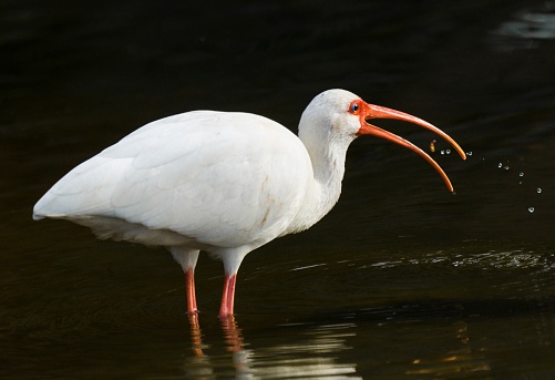 This image shows a wild Eudocimus Albus American White Ibis catching food in the wetland waters.