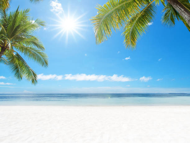 istock Exotic white sand beach with coconut palm trees and sun 1203282784