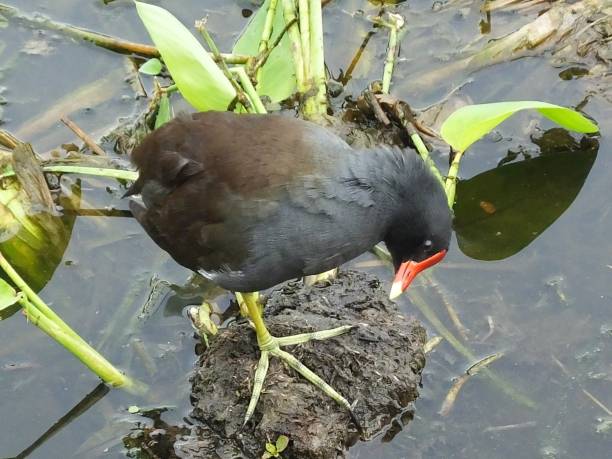 istock Common Gallinule (Gallinula galeata) - in the Florida wetlands 1203283486
