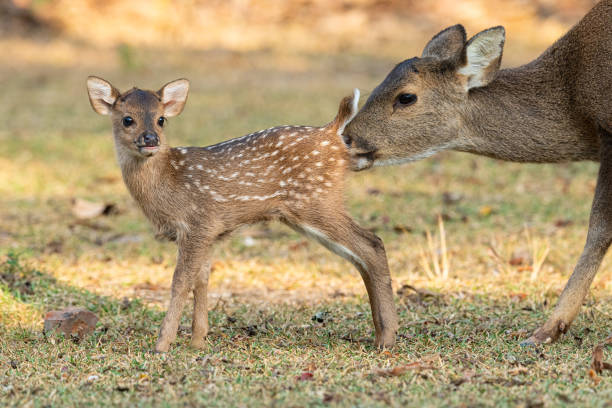 istock Female hog deer is cleaning her calf in a park 1203284600