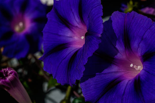 istock Large Purple Flowers Background 1203285434