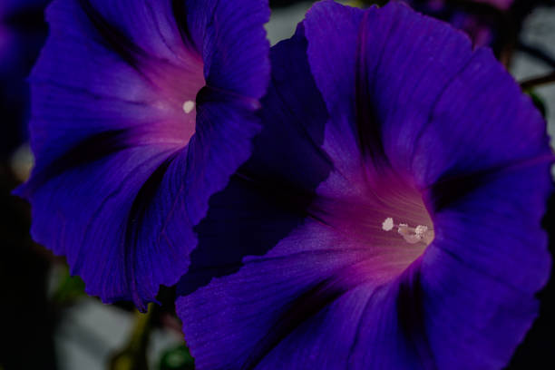 istock Large Purple Flowers Background 1203285463