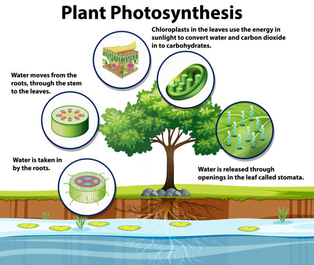 illustrations, cliparts, dessins animés et icônes de diagramme affichant la photosynthèse de plante - photosynthèse