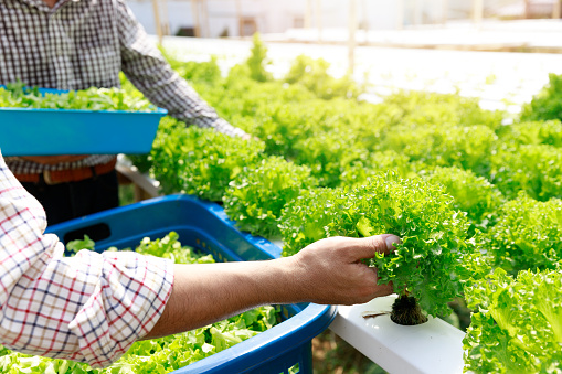 Hydroponics farm ,Worker harvest lettuce organic hydroponic vegetable at greenhouse farm garden.