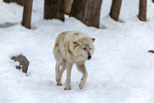istock Grey wolf (Canis lupus)  also known in north america as Timber wolf in winter. 1203287429