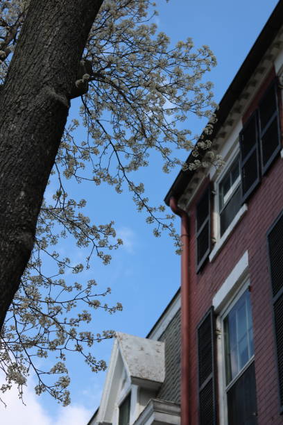 istock Cherry blossoms and federal architecture 1203287604
