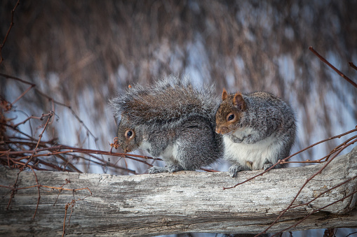 A couple of gray squirrels in winter in Montreal, Canada.