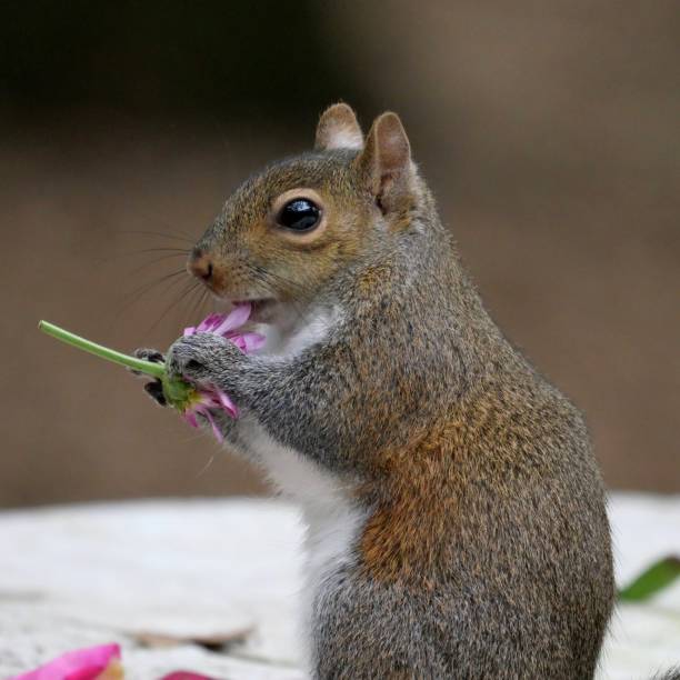 istock Squirrel loves her flowers 1203291043