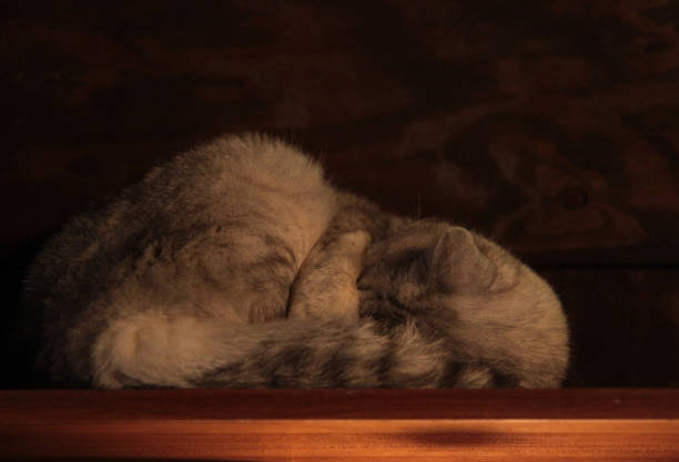 istock Cat sleeping curled up in the dark 1203291403