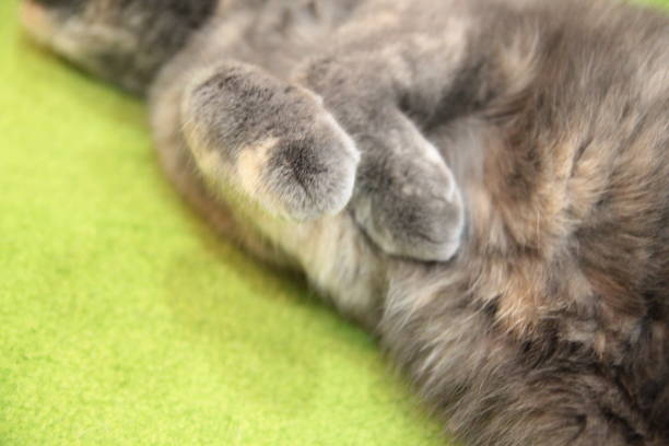 istock Photo of short-tailed cat belly 1203291504