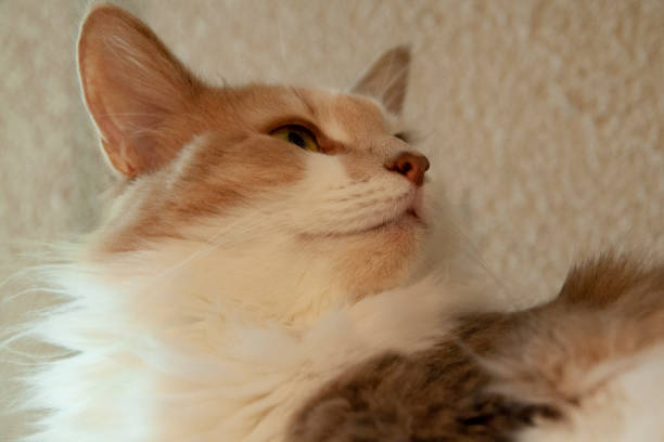 Close-up photo of Norwegian Forest Cat looking sideways