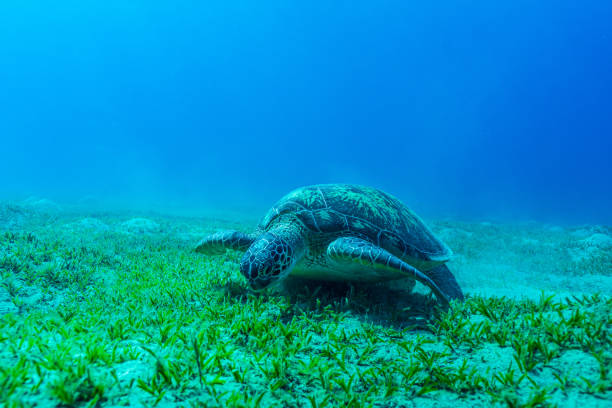 Sea Turtle eating Sea Grass in the Bay of Abu Dabab stock photo