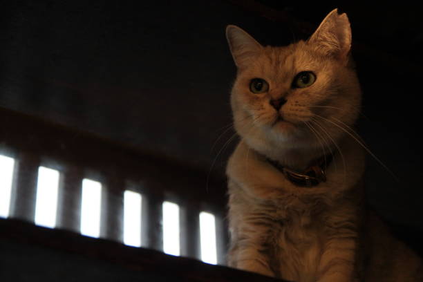 Cat with a cut in a castrated ear