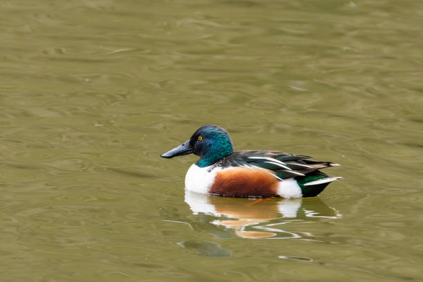 Northern shoveler male