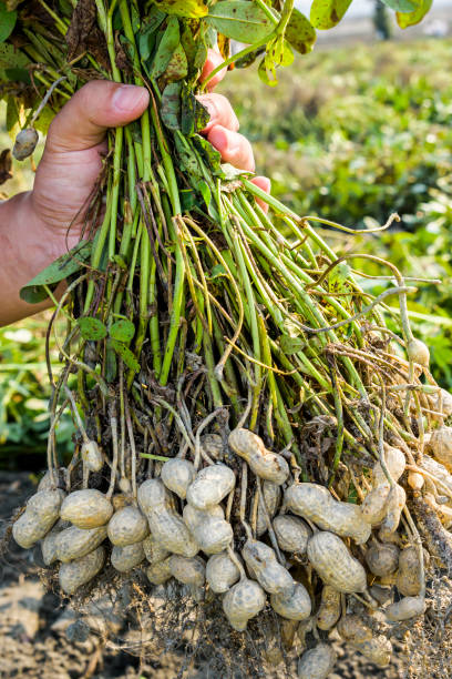 istock farmer harvesting peanut on agriculture plantation. 1203294599