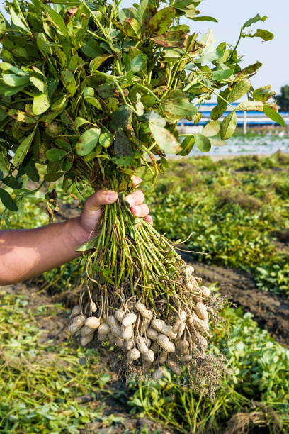 istock farmer harvesting peanut on agriculture plantation. 1203294601