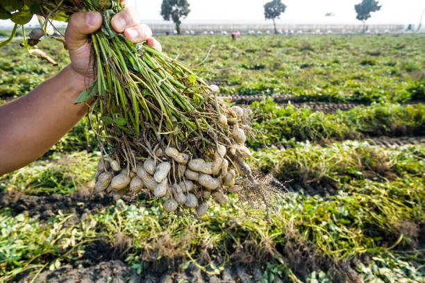 농업 농장에 땅콩을 수확 하는 농부. - peanut peanut crops plant root 뉴스 사진 이미지