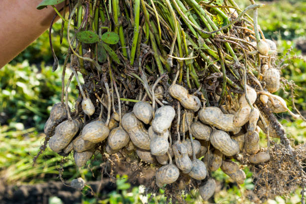 istock farmer harvest peanut on agriculture plantation. 1203294623