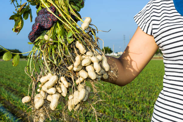 istock farmer harvest peanut on agriculture plantation. 1203294628