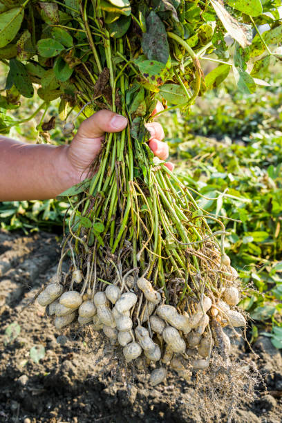 istock farmer harvest peanut on agriculture plantation. 1203294673