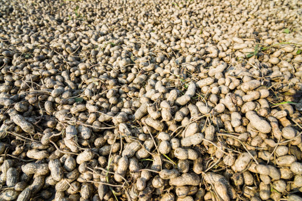 istock Freshly harvested peanuts dry on the ground 1203294684
