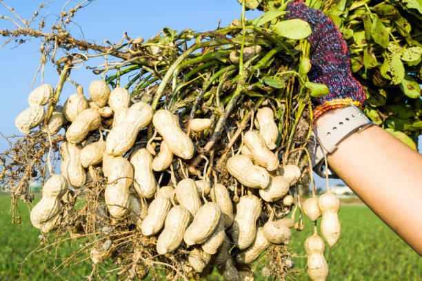 istock farmer harvesting peanut on agriculture plantation. 1203294790