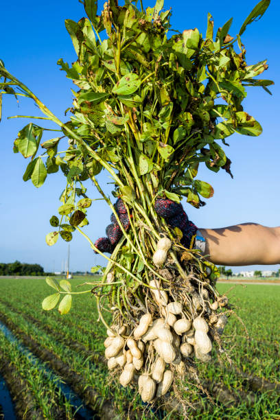 istock farmer harvesting peanut on agriculture plantation. 1203294827