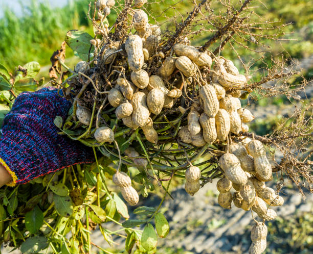 istock farmer harvesting peanut on agriculture plantation. 1203294937