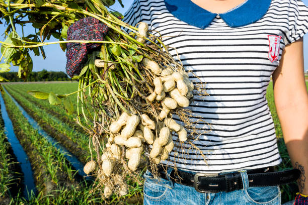 istock farmer harvest peanut on agriculture plantation. 1203295003