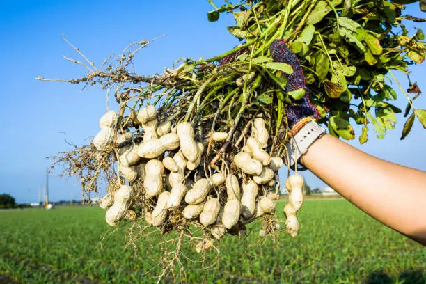 Photo of farmer harvest peanut on agriculture plantation.