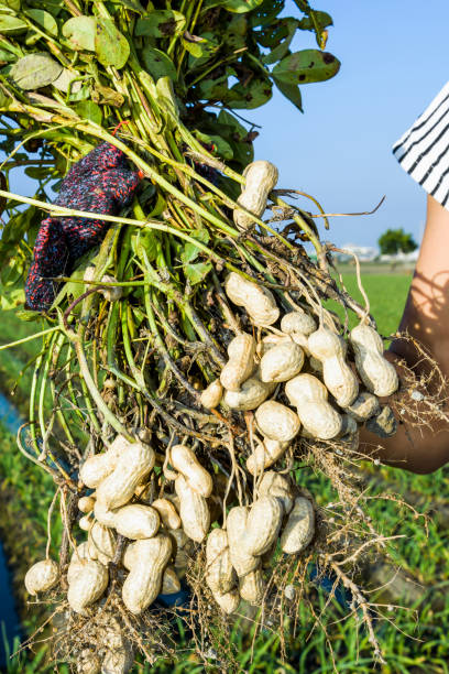 istock farmer harvesting peanut on agriculture plantation. 1203295069