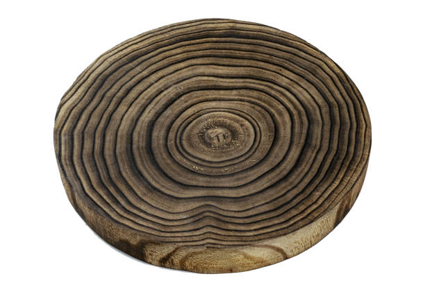 istock Tree pile. Oak stump log ring isolated on white background. Wood texture 1203295179