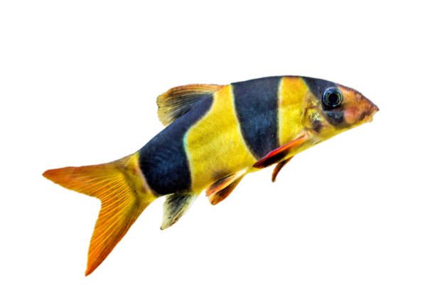 istock Clown loach or tiger botia fish  (Chromobotia macracanthus) on white background 1203298355