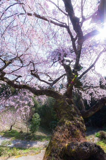 istock Season of cherry blossoms 1203298713
