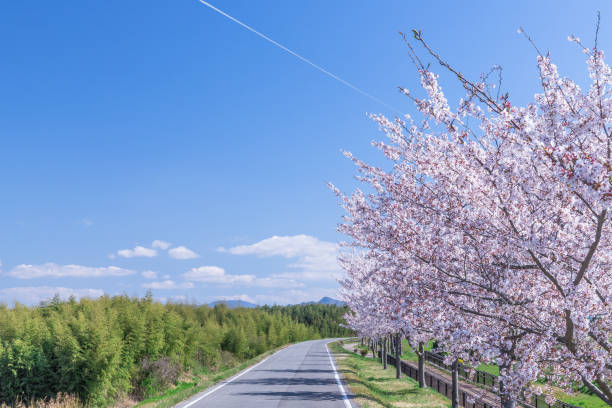 istock Blue sky and cherry blossoms in full bloom 1203298921