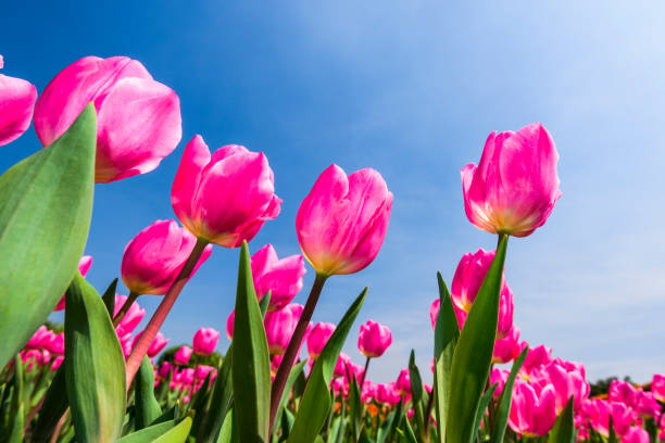 istock Beautiful tulips flower with the blue sky background 1203298923