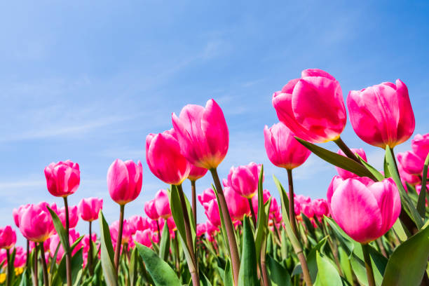 istock Beautiful tulips flower with the blue sky background 1203299447