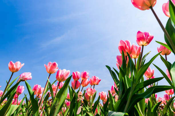 istock Beautiful tulips flower with the blue sky background 1203299702