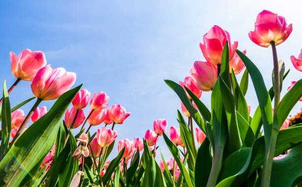 istock Beautiful tulips flower with the blue sky background 1203299736