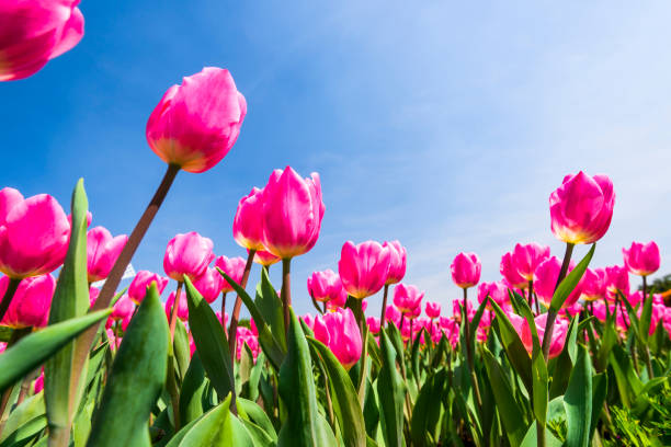 istock Beautiful tulips flower with the blue sky background 1203299754