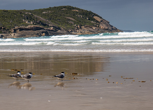 Terns wading in the shallows on Squeaky Beach at Wilson`s Promontory National Park in the Gippsland region of Victoria, Australia