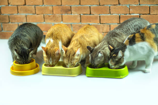 istock Cat is eating food in the morning. 1203304579