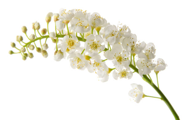 istock Bird cherry spring flowers on branch isolated on white background 1203307901